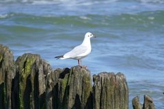 Chroicocephalus ridibundus