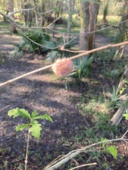 Striatoandricus aciculatus