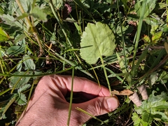 Ranunculus cardiophyllus