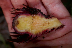 Langsdorffia hypogaea