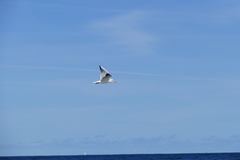 Chroicocephalus ridibundus