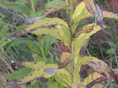 Jacobaea paludosa lanata