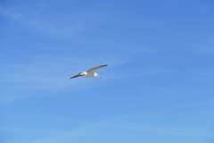 Chroicocephalus ridibundus