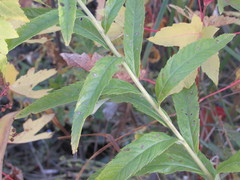 Jacobaea paludosa lanata