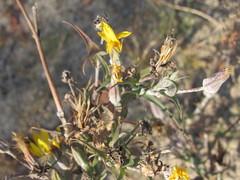 Tragopogon ucrainicus