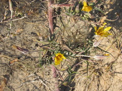 Tragopogon ucrainicus