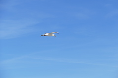 Chroicocephalus ridibundus