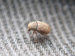 Trigonorhinus