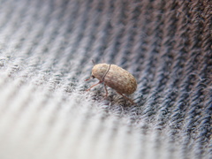 Trigonorhinus