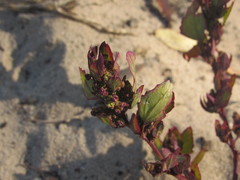 Chenopodium acerifolium