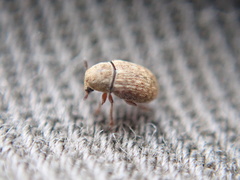 Trigonorhinus