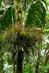 Guzmania angustifolia