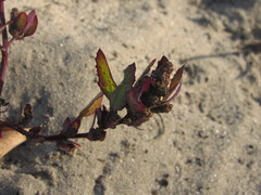 Chenopodium acerifolium