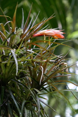 Guzmania angustifolia