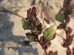 Chenopodium acerifolium