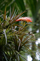 Guzmania angustifolia