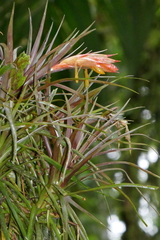 Guzmania angustifolia