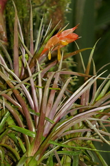 Guzmania angustifolia