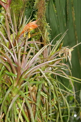Guzmania angustifolia