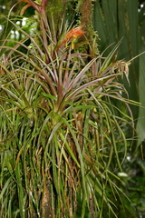 Guzmania angustifolia