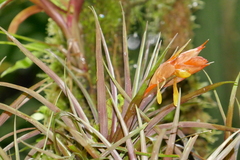 Guzmania angustifolia