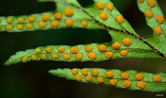 Pleopeltis pleopeltifolia