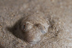 Torquigener squamicauda