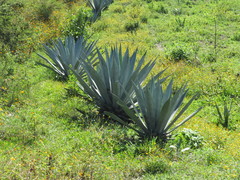 Agave tequilana
