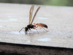 Angiopolybia