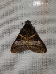 Melipotis nigrobasis