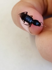 Stenomorphus californicus