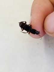 Stenomorphus californicus