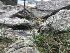 Eleocharis compressa