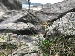 Eleocharis compressa