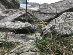 Eleocharis compressa