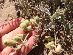 Astragalus miguelensis