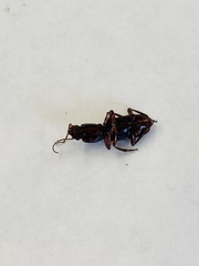 Stenomorphus californicus