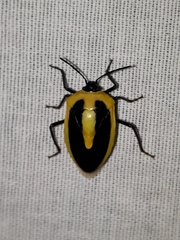 Arocera acroleuca