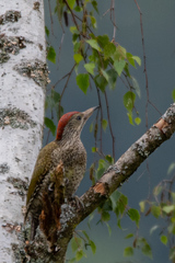 Picus viridis