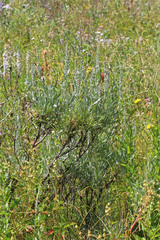Artemisia spiciformis