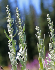 Artemisia spiciformis