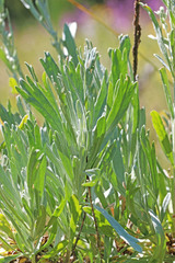 Artemisia spiciformis