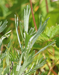 Artemisia spiciformis
