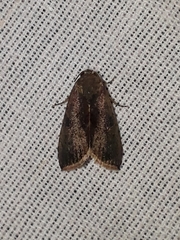 Micrathetis canifimbria