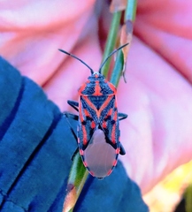 Spilostethus crudelis