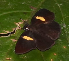 Potamanaxas flavofasciata