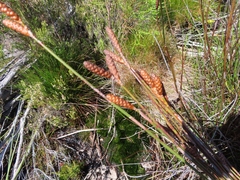 Nevillea obtusissima