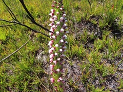 Disa obtusa hottentotica