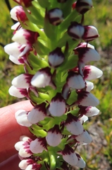 Disa obtusa hottentotica