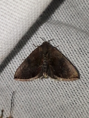 Micrathetis canifimbria